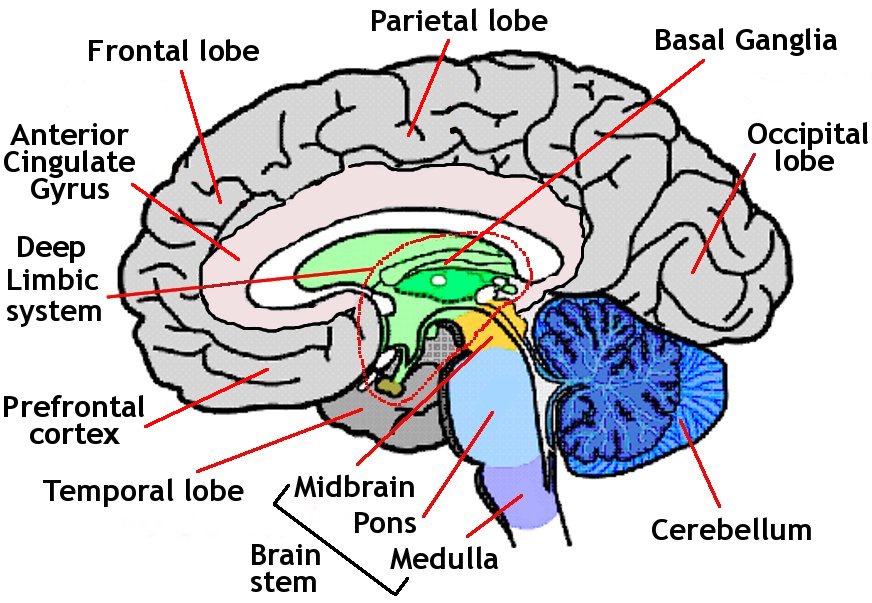 Endocannabinoids